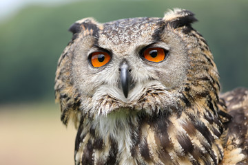 Eurasian eagle-owl