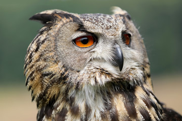 Eurasian eagle-owl