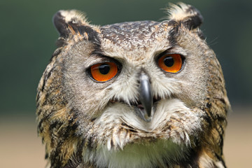 Eurasian eagle-owl