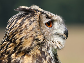 Eurasian eagle-owl