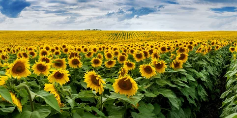 Schilderijen op glas Wonderful panoramic view field of sunflowers © pavlobaliukh