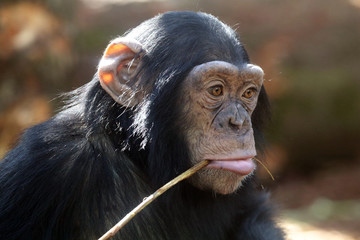 Young Chimpanzee
