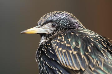 Starling