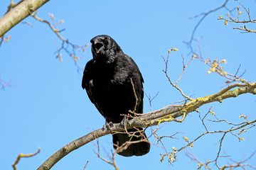 Crow