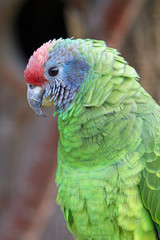 red-tailed parrot