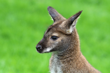 Red-necked wallaby © Edwin Butter