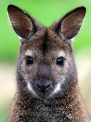 Naklejka na ściany i meble Red-necked wallaby