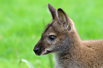 Naklejka na ściany i meble Red-necked wallaby