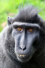 Crested macaque
