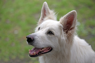 White Shepard