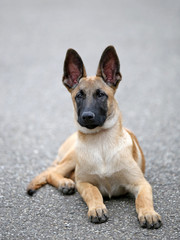 Belgian shepherd