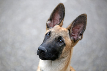 Belgian shepherd