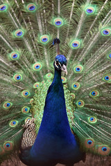 Obraz premium Peacock