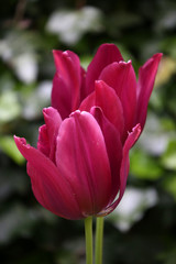 Fototapeta premium Tulips