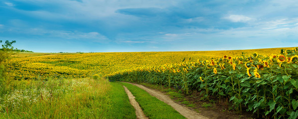 Sunflowers field with a dirt road