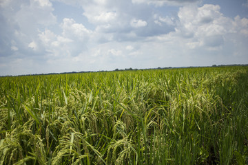Rice Fields Ready For Harvest in the Delta