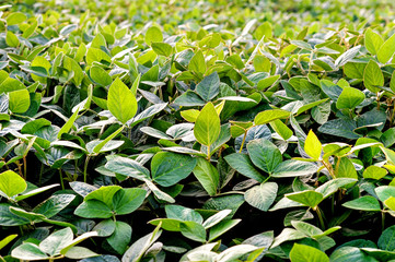 Soy leaves in early morning light.