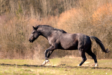 Fototapeta na wymiar Black stallion horse run free and galloping powerful in madow