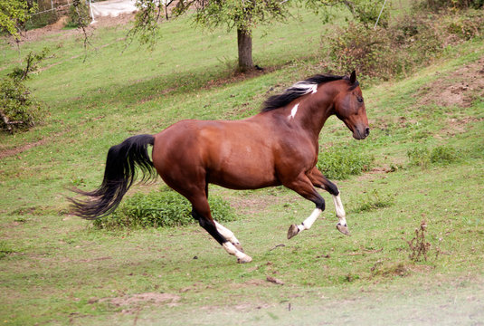 pinto horse galopp powerful free in meadow