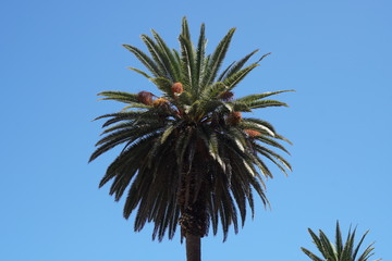 Palmen auf Teneriffa