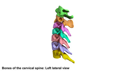 Cervical Spine_Left Lateral view