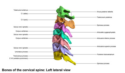 Cervical Spine_Lateral view