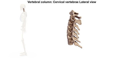 Cervical Spine_Lateral view