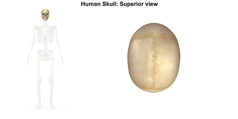 Skeleton_Skull_Superior