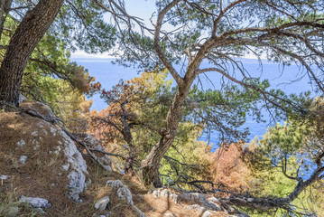 Fototapeta na wymiar Pine on the shore of the blue sea. Image in autumn colors. Croatia.