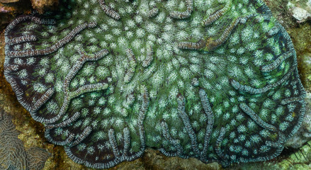 Coral reef texture shot, abstract texture