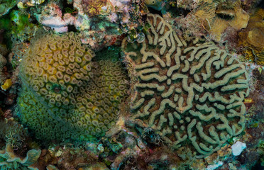 Naklejka na ściany i meble Coral reef texture shot, abstract texture