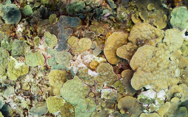 Different coral species from the Caribbean