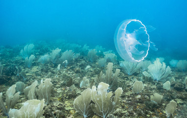 Moon jellyfish above pastel colored coral reef in the Caribbean