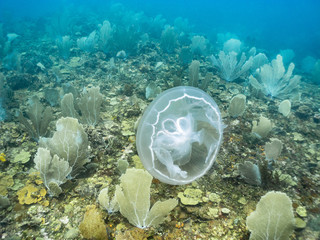 Moon jellyfish above pastel colored coral reef in the Caribbean