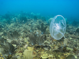 Moon jellyfish above pastel colored coral reef in the Caribbean