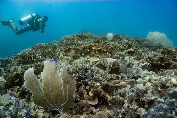 Scuba diver above a coral reef in the Caribbean