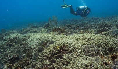 Fototapeta na wymiar Scuba diver above a coral reef in the Caribbean