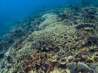 Coral reef in the Caribbean healthy, full of coral.