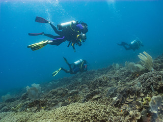Fototapeta na wymiar Scuba diver above a coral reef in the Caribbean