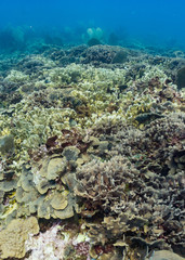 Coral reef in the Caribbean healthy, full of coral.