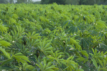 Cassava Middle aged with green leaf in farm.