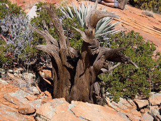 Dead trees, northern Arizona