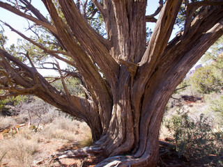 Fototapeta na wymiar Dead trees, northern Arizona