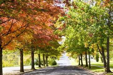 Obraz premium Autumn Leaves