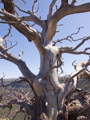 Dead trees, northern Arizona
