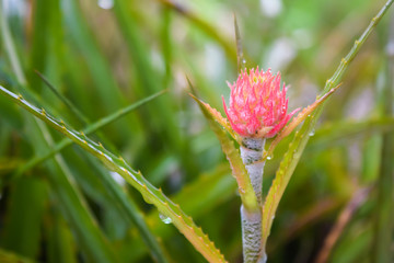 Pineapple flower