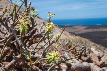Small plants growing on a volcano flank, lanzarote, Canary Islands