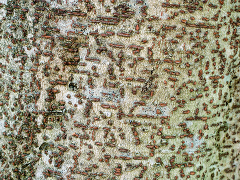 The bark of  Idesia polycarpa- texture or background, horizontal composition