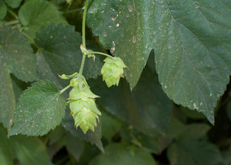 Overview of hop (Humulus lupulus) flowers and leaves. Hops are used in beer making as flavoring and stability agent