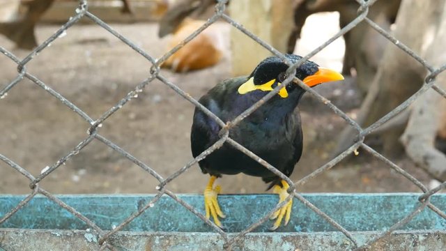 4k Video of Gracula Religiosa Myne Bird Talking in a Cage